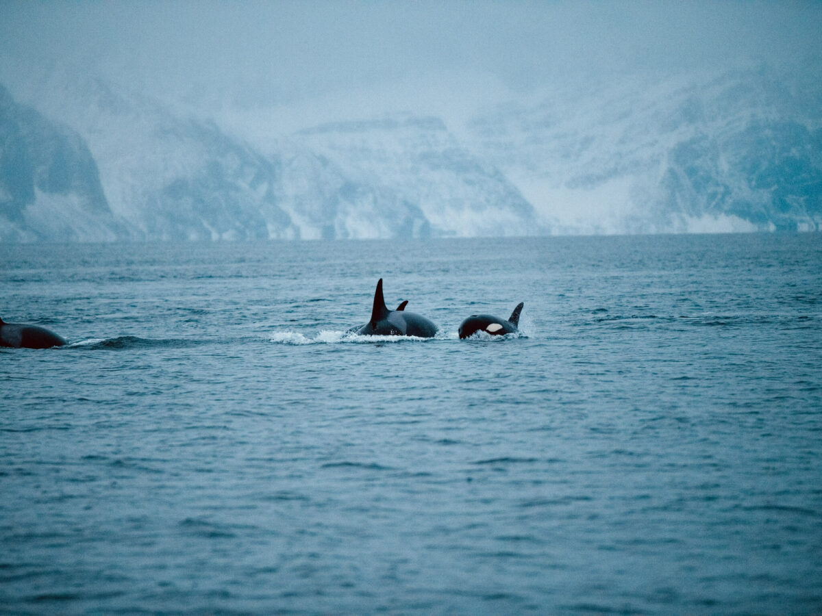 Orcas Norwegen Eisberge